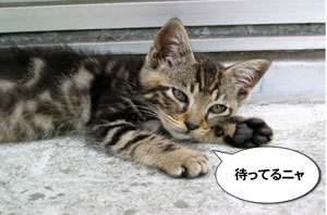 キララ