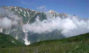 マツムシソウと白馬三山