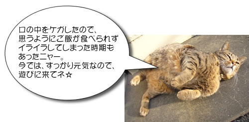 口の中をケガしたので、思うようにご飯が食べられずイライラしてしまった時期もあったニャー。今では、すっかり元気なので、遊びに来てネ☆