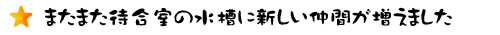 またまた待合室の水槽に新しい仲間が増えました