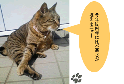 今年は例年に比べ寒さが堪えるニャー