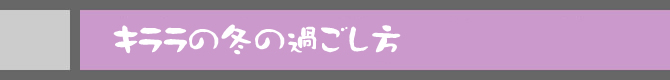 キララの冬の過ごし方