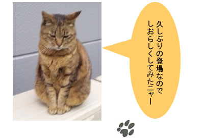 久しぶりの登場なのでしおらしくしてみたニャー